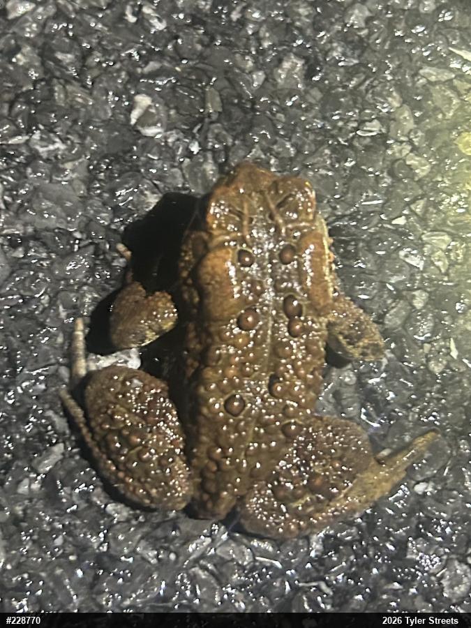 Eastern American Toad