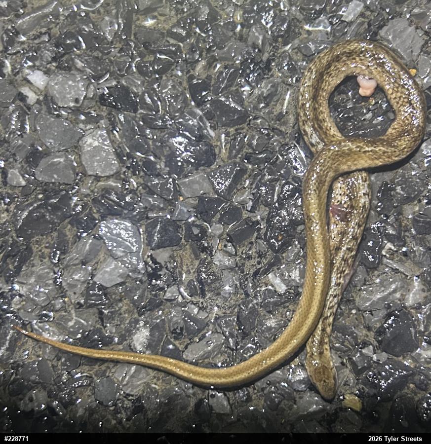 Dekay's Brownsnake