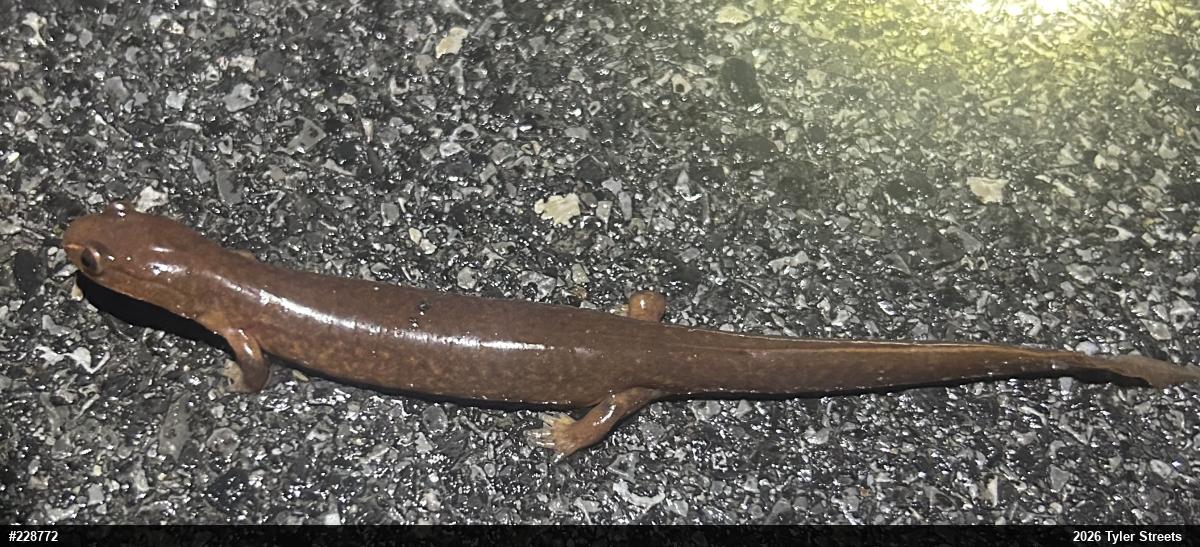 Northern Spring Salamander
