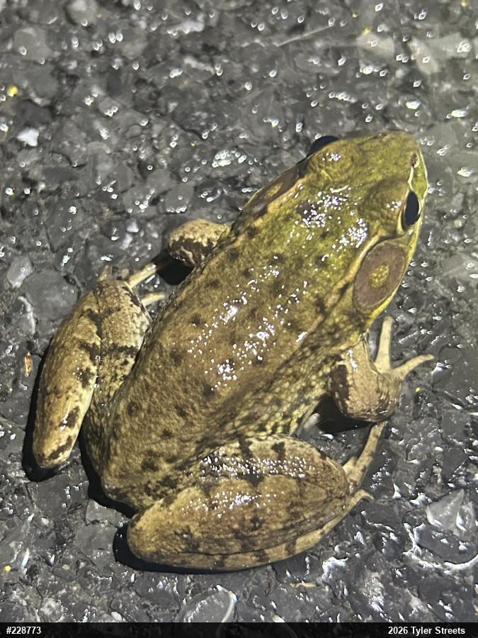 Green Frog