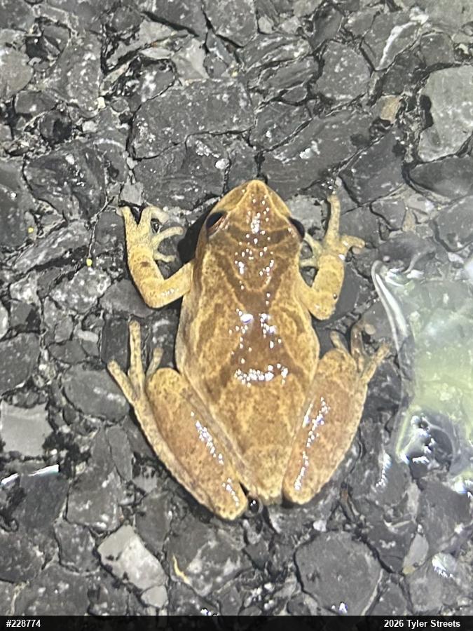Spring Peeper