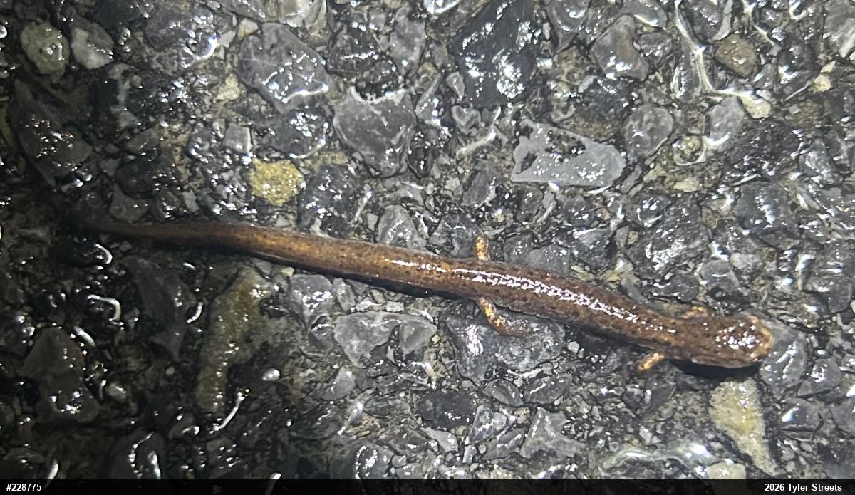 Four-toed Salamander