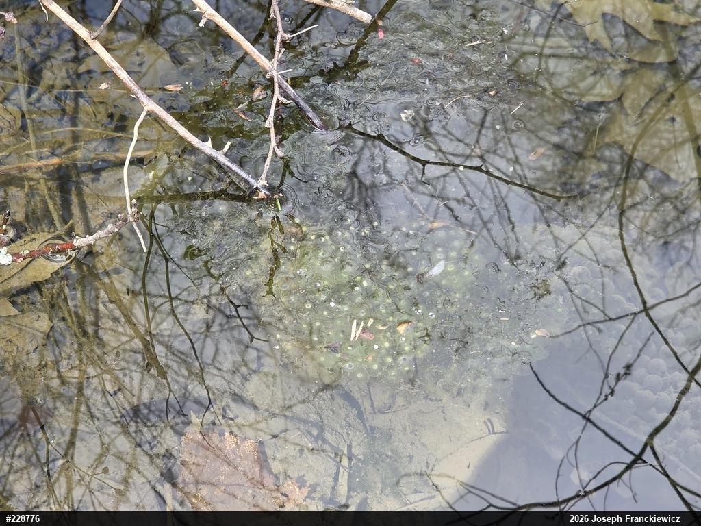 Wood Frog