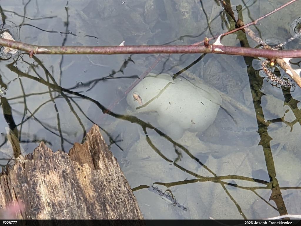 Spotted Salamander