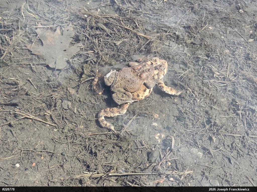 Eastern American Toad
