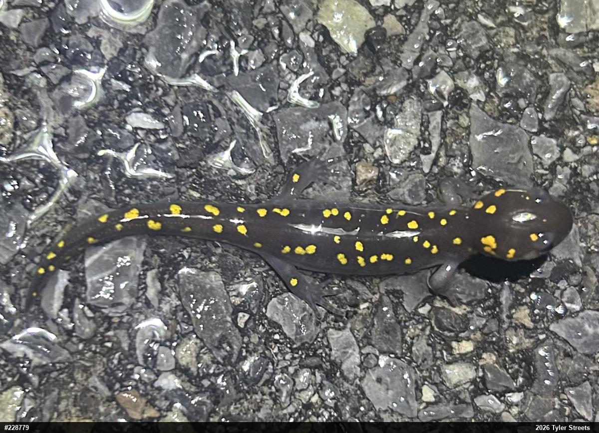 Spotted Salamander