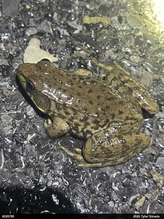 Green Frog