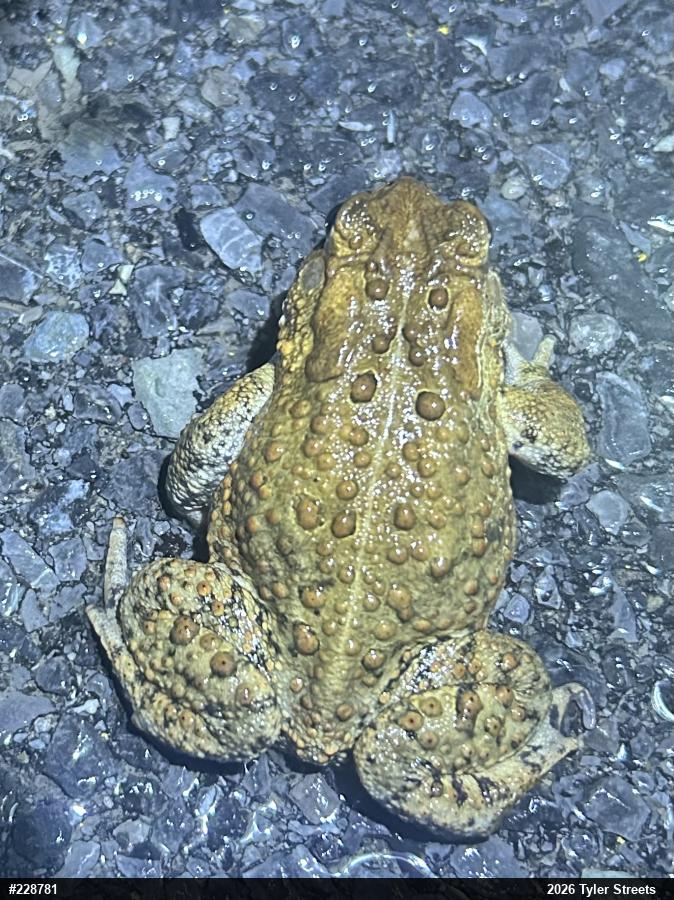 Eastern American Toad