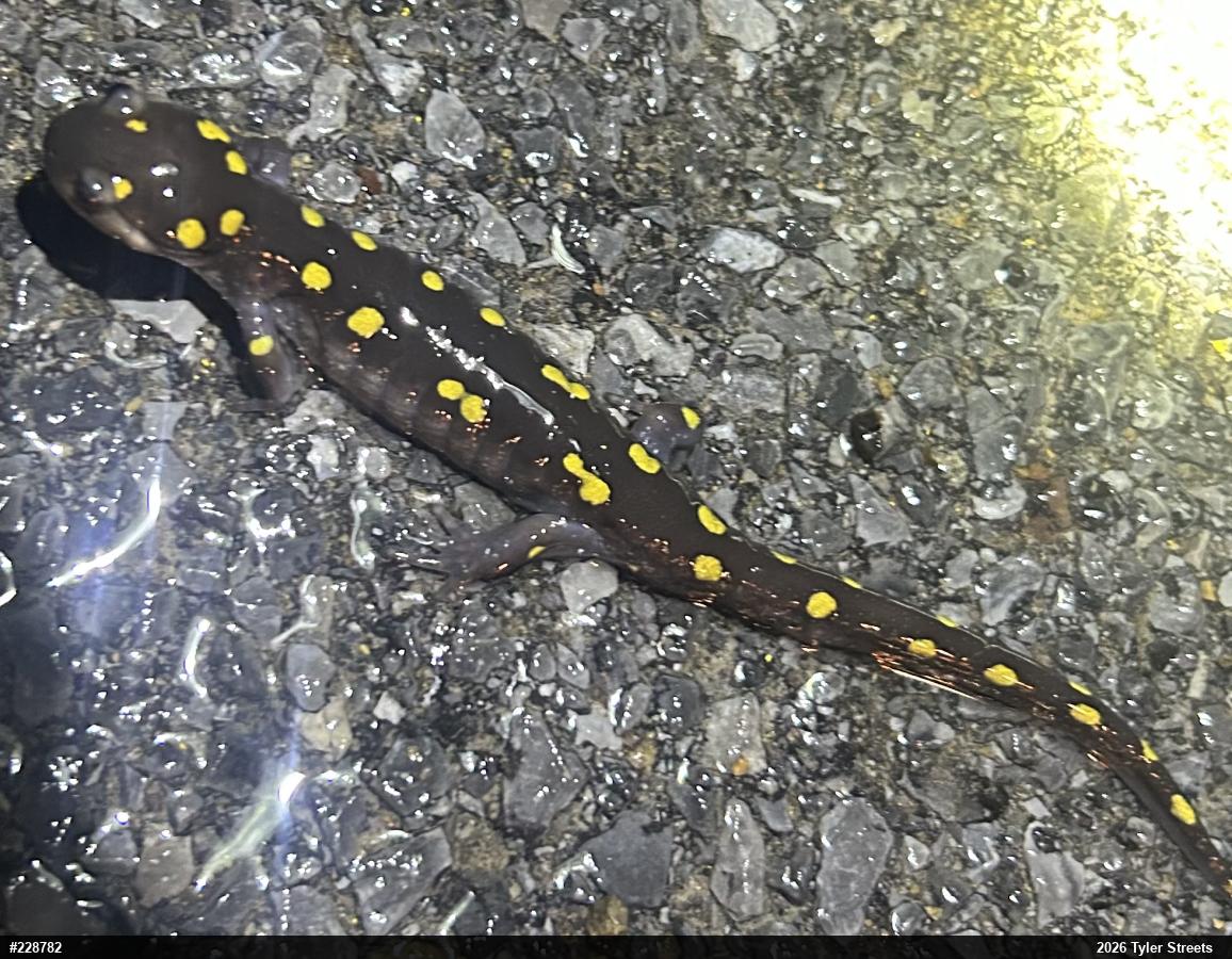 Spotted Salamander