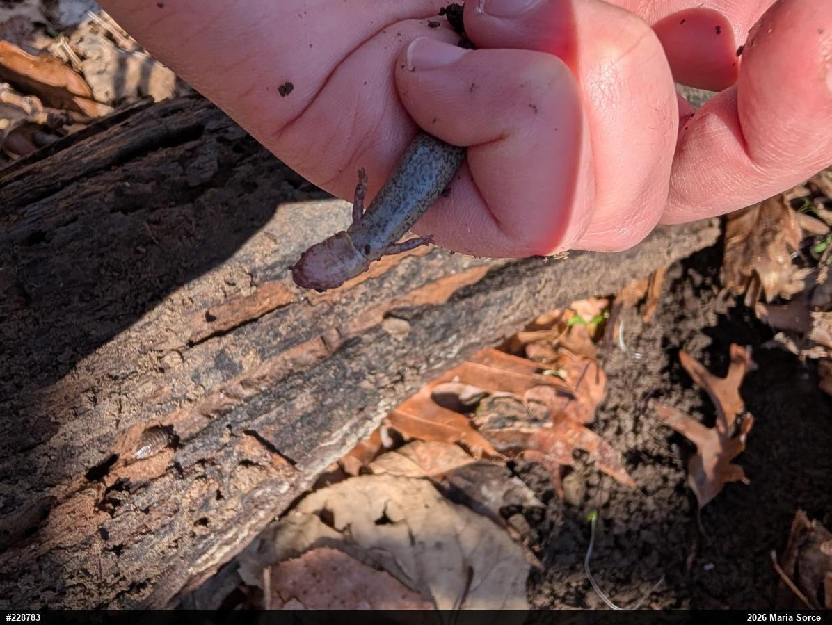 Eastern Red-backed  Salamander
