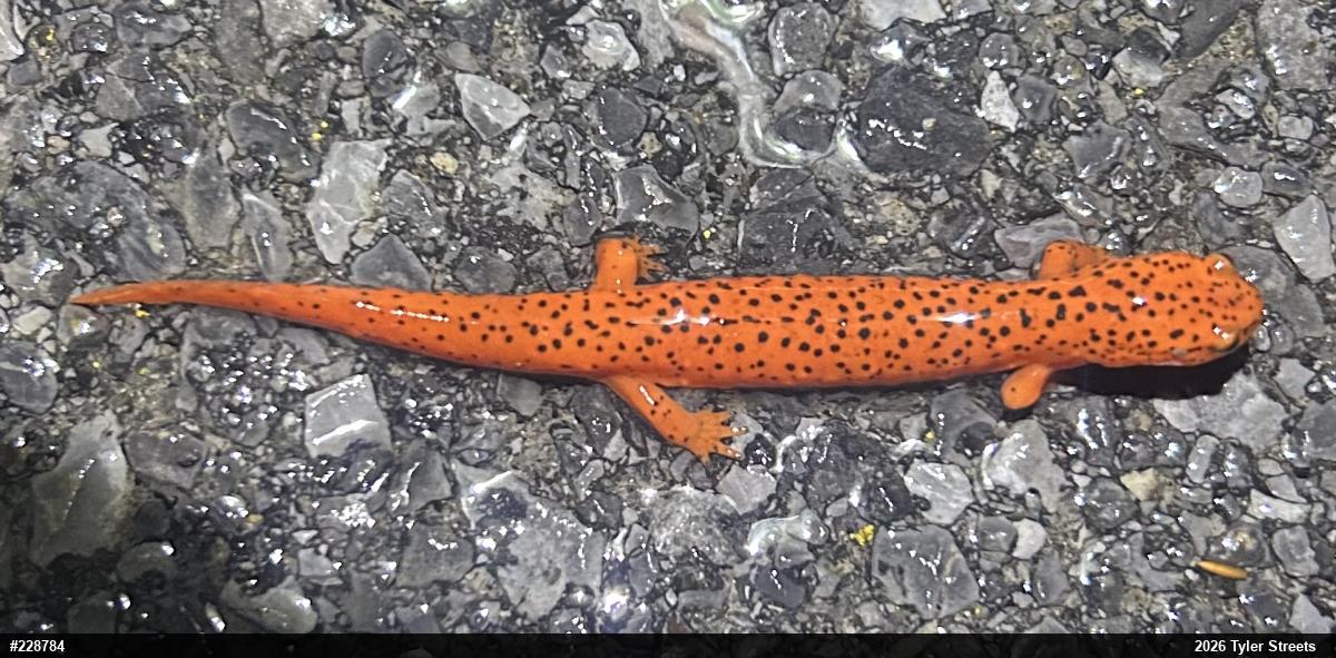 Northern Red Salamander