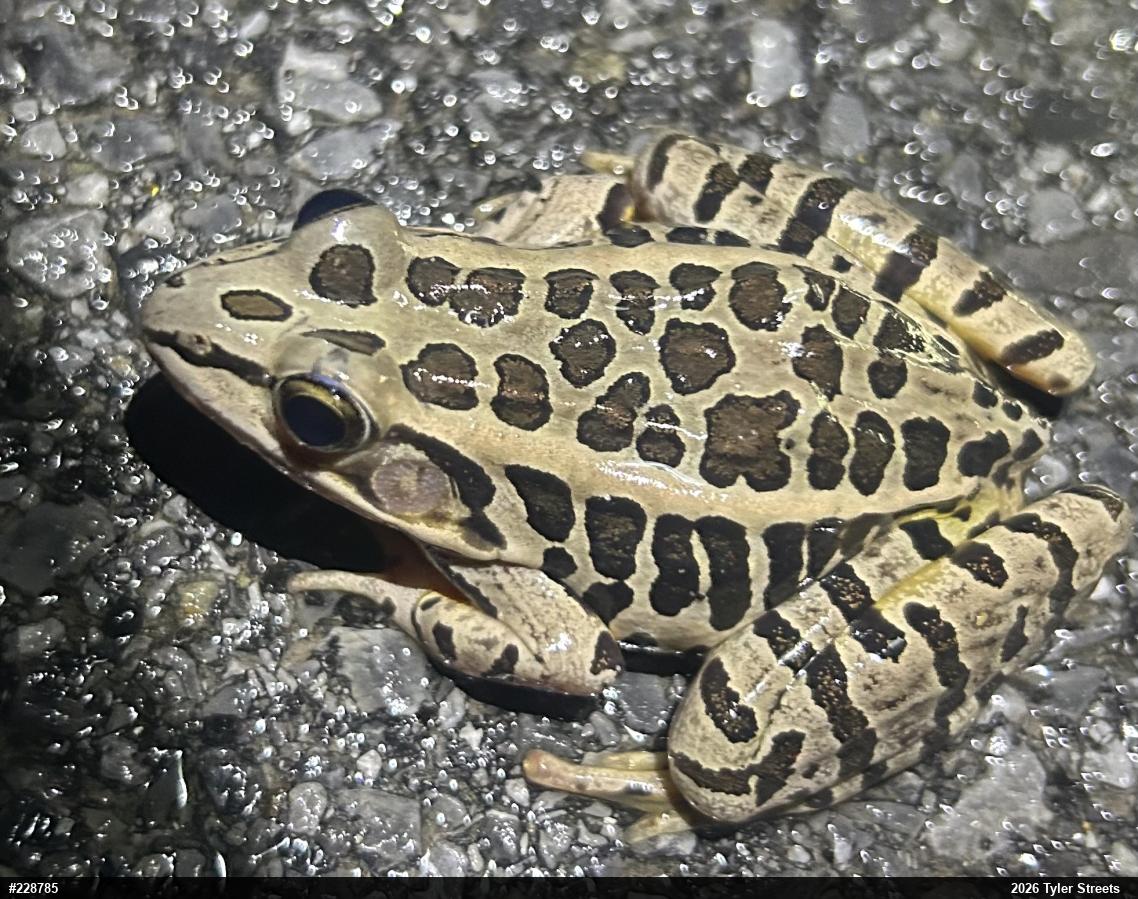 Pickerel Frog