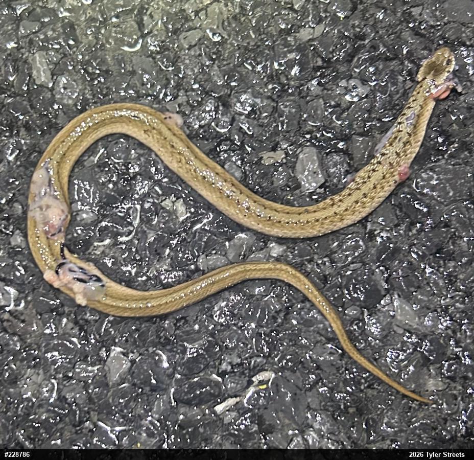 Dekay's Brownsnake