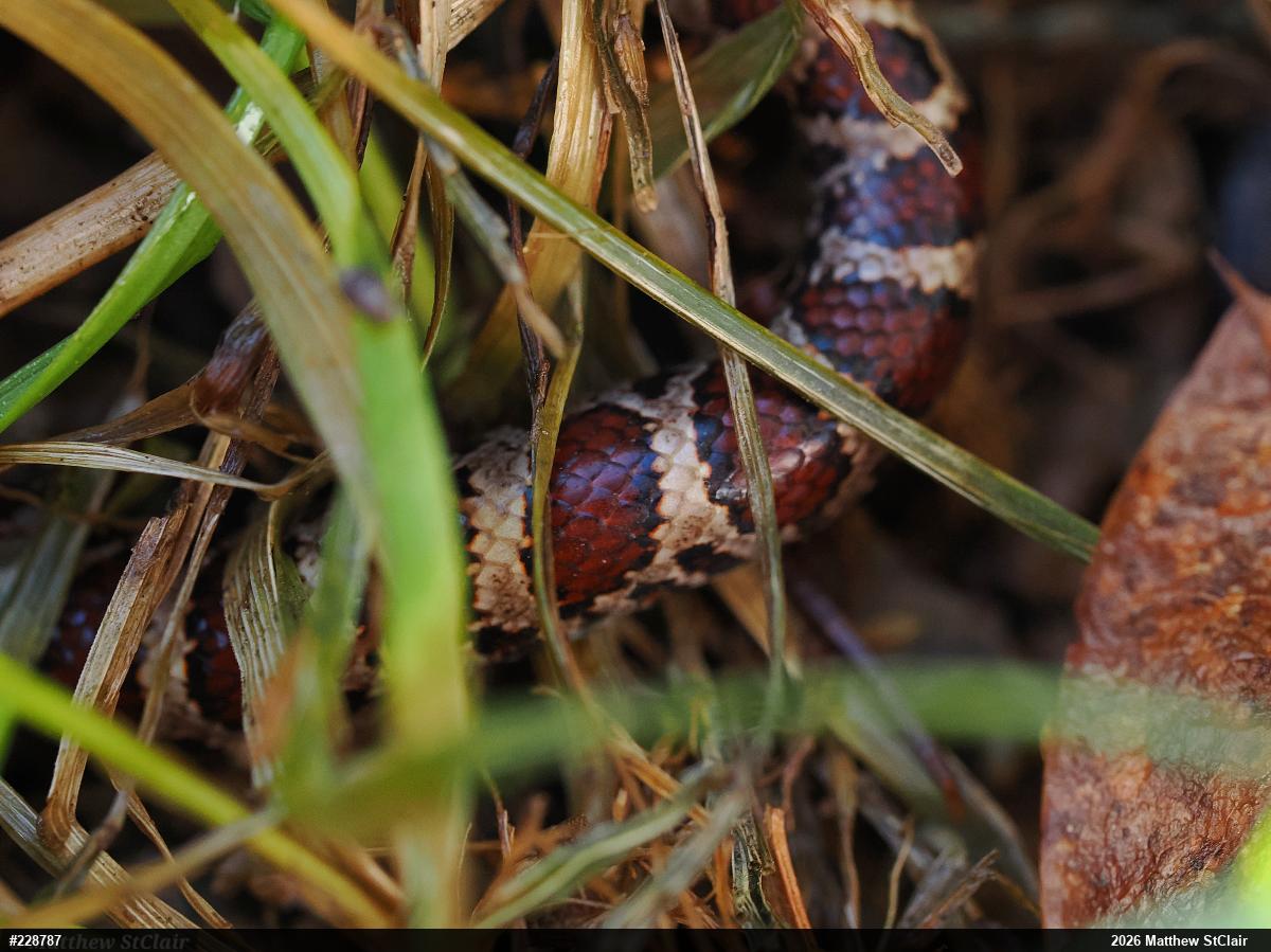 Eastern Milksnake