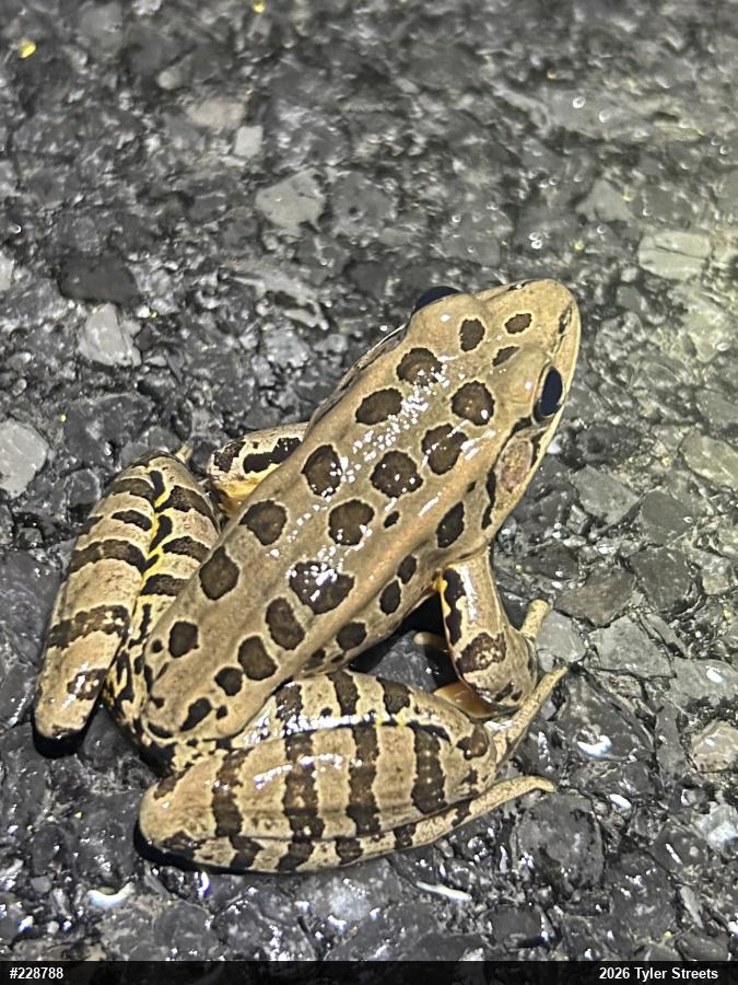 Pickerel Frog