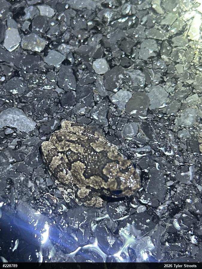 Unknown Gray Treefrog