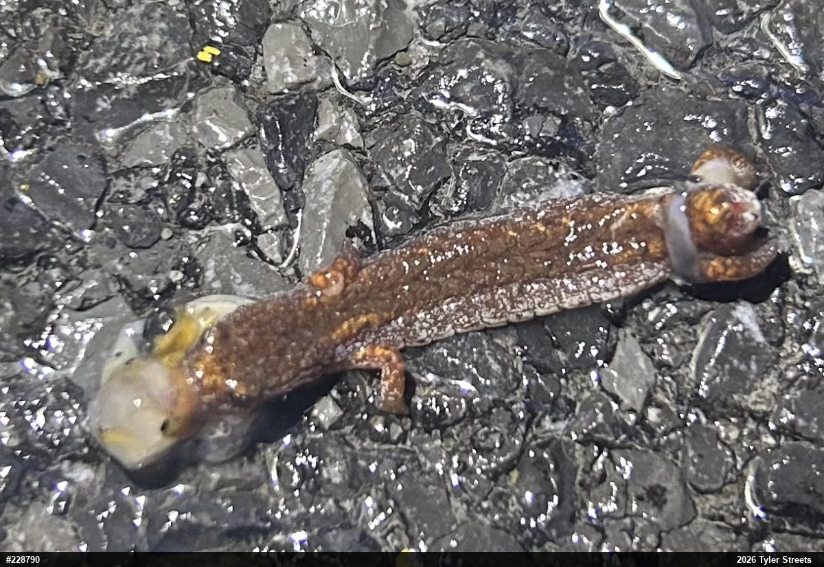 Four-toed Salamander