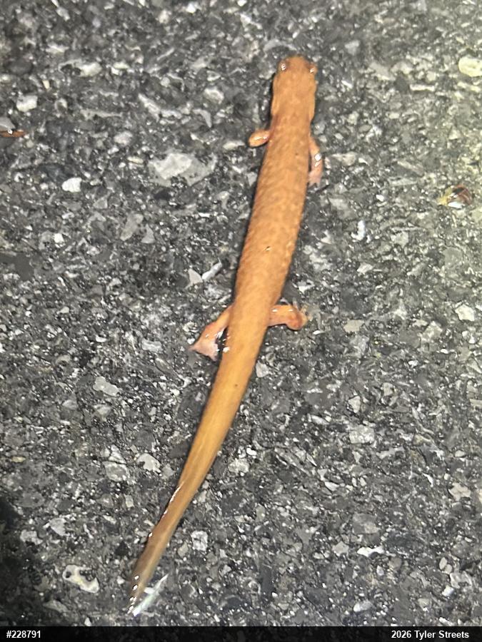 Northern Spring Salamander
