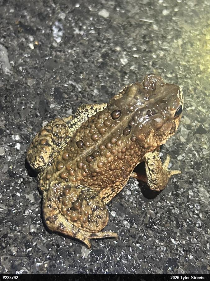 Eastern American Toad