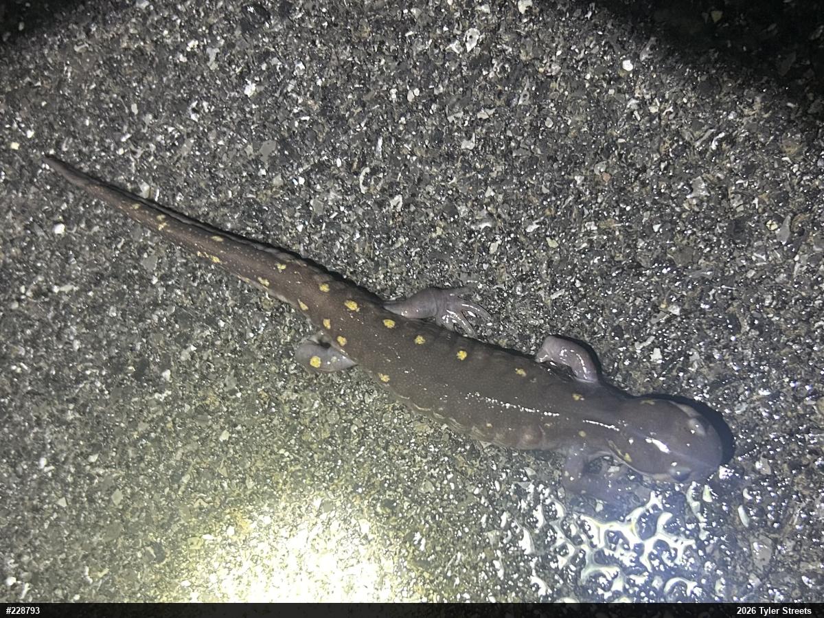 Spotted Salamander