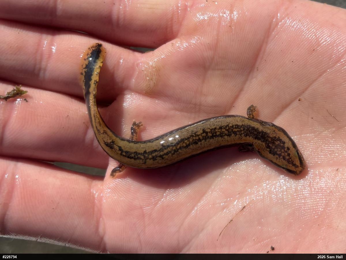 Common Mudpuppy