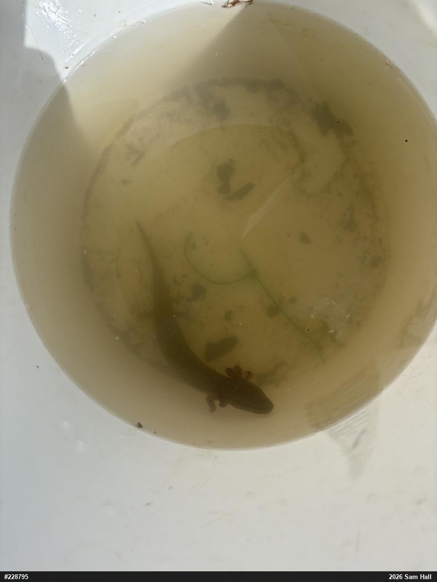 Common Mudpuppy