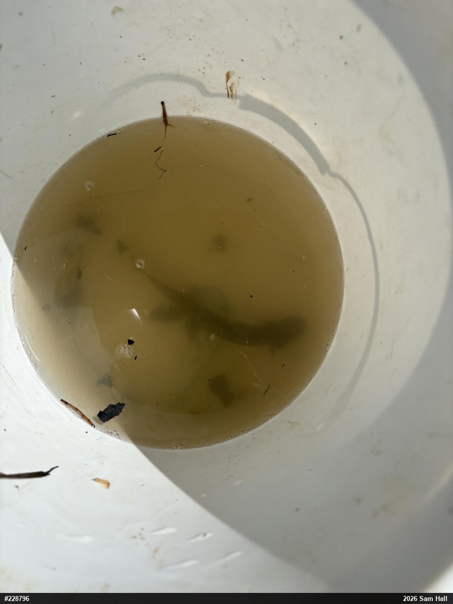 Common Mudpuppy