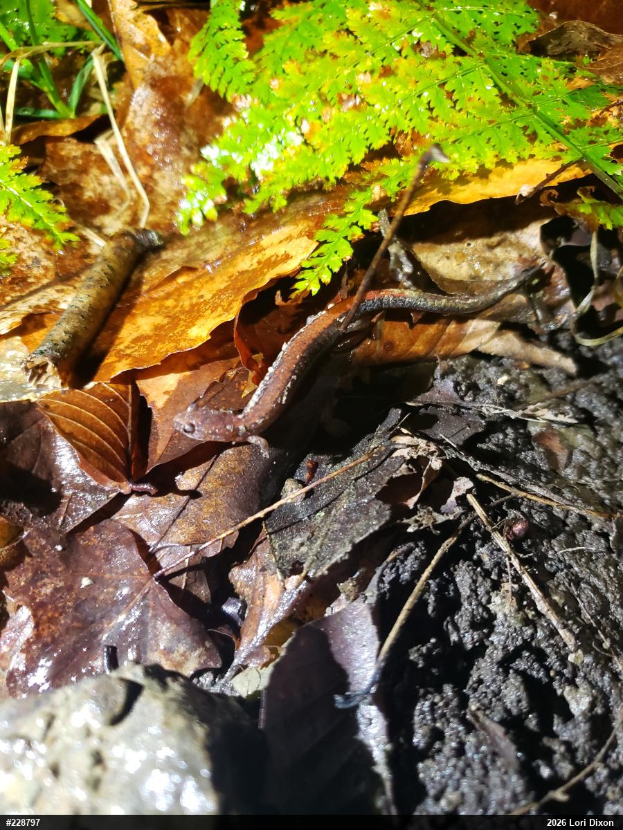 Eastern Red-backed  Salamander