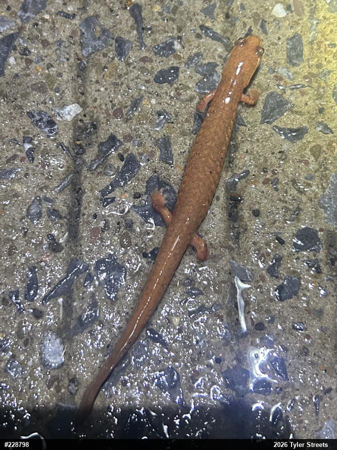 Northern Spring Salamander