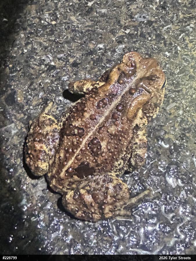 Eastern American Toad