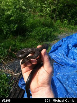 Eastern Ratsnake