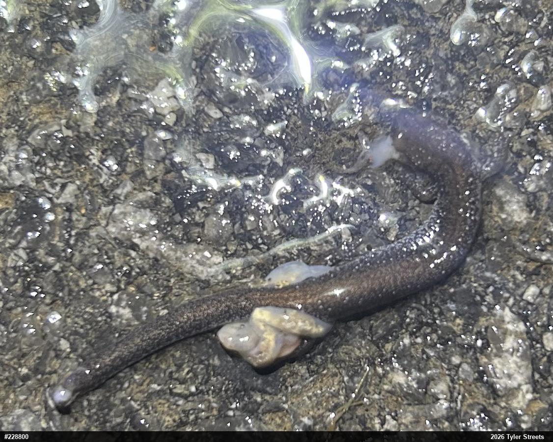 Valley And Ridge Salamander