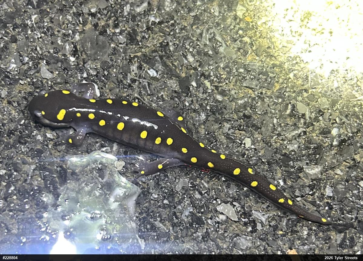 Spotted Salamander