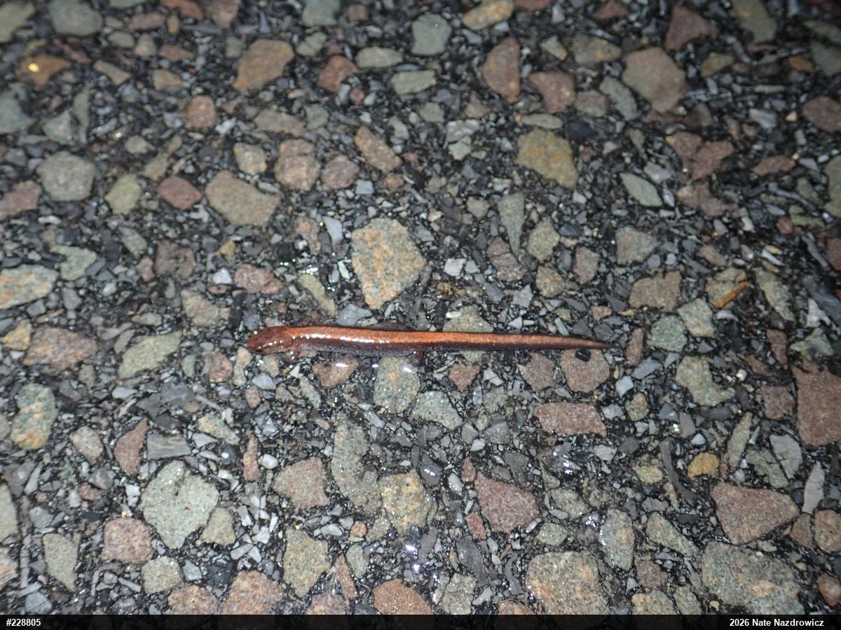 Eastern Red-backed  Salamander