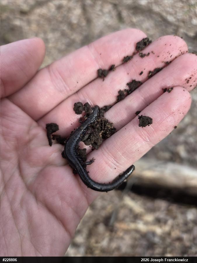 Eastern Red-backed  Salamander