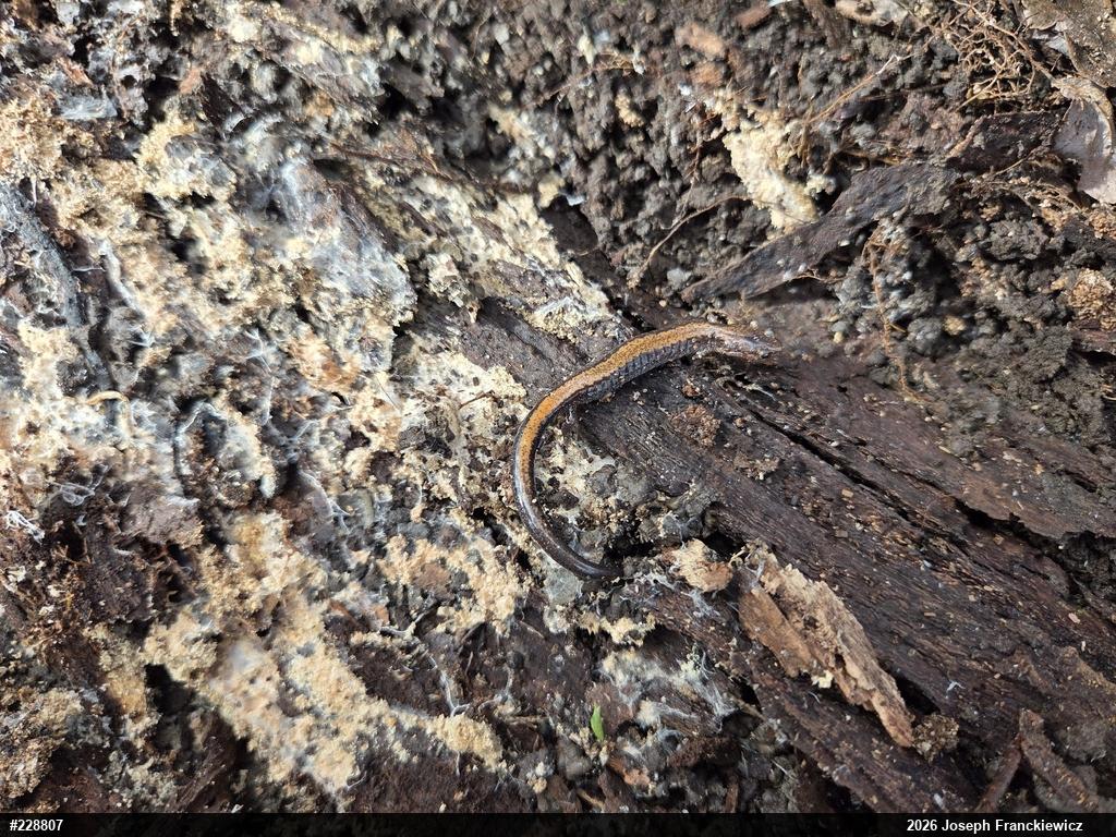 Eastern Red-backed  Salamander