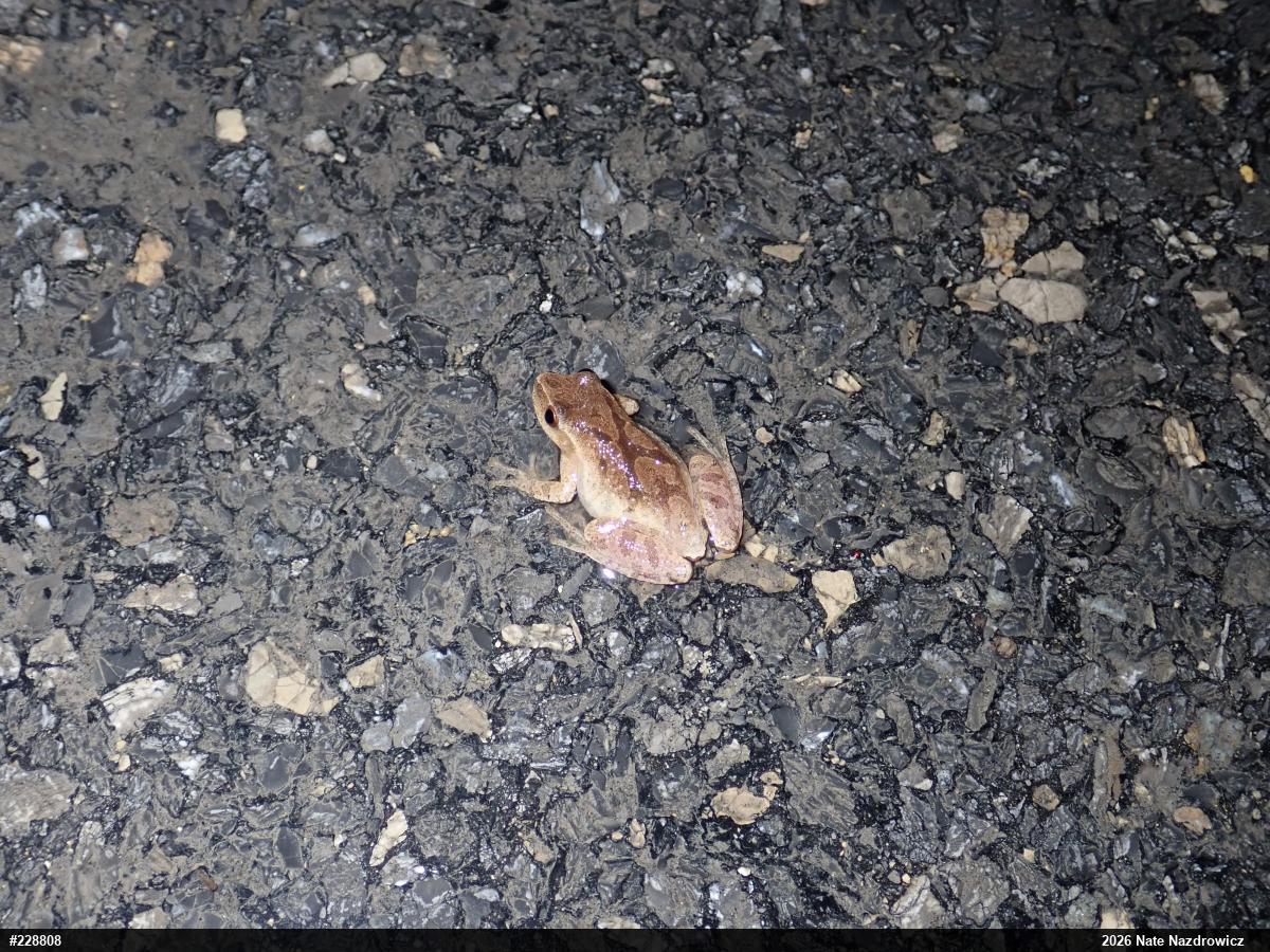 Spring Peeper