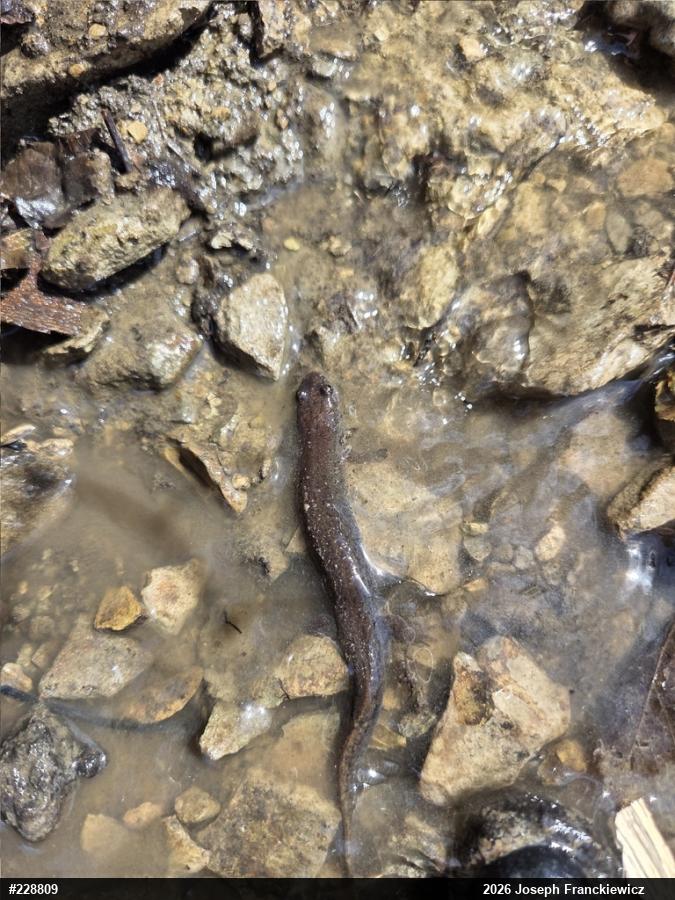 Northern Dusky Salamander