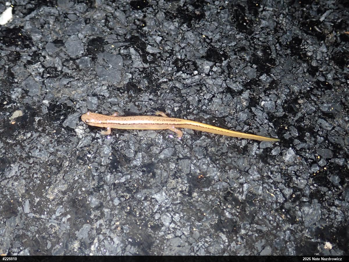 Northern Two-lined Salamander