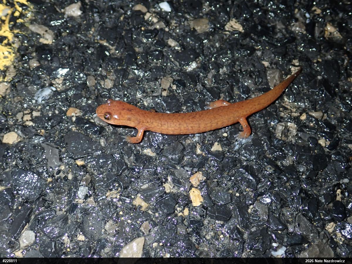 Northern Spring Salamander