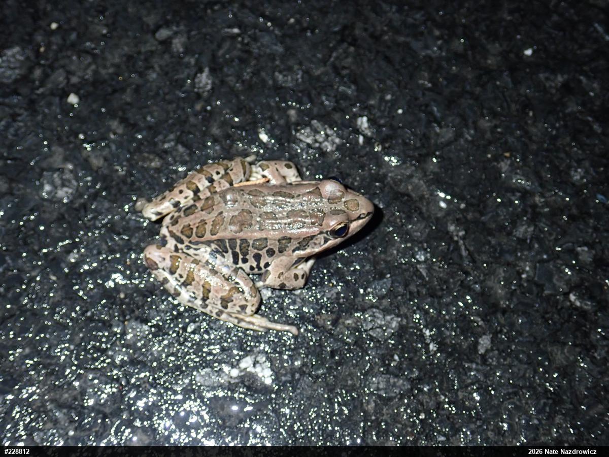 Pickerel Frog