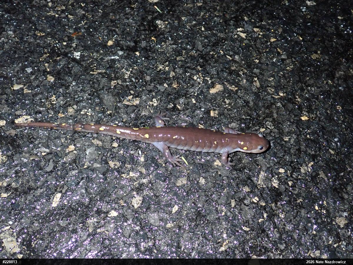 Spotted Salamander