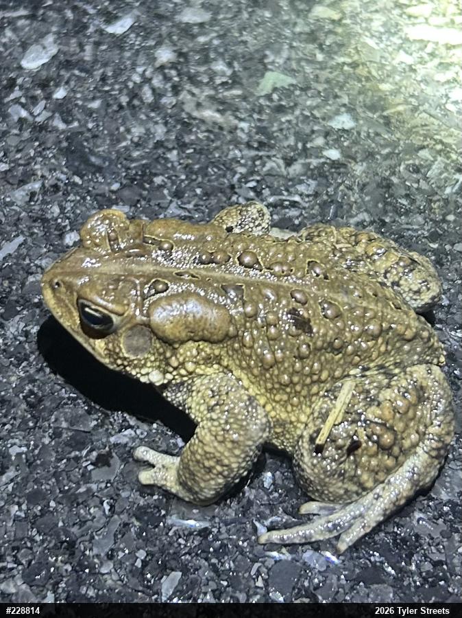 Eastern American Toad