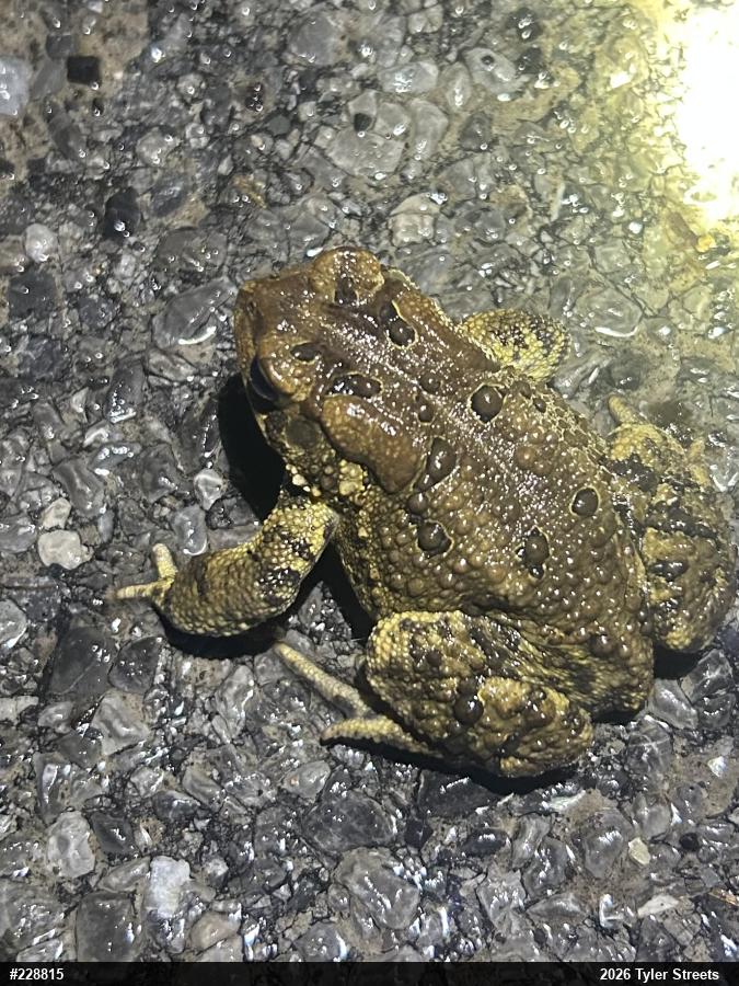 Eastern American Toad