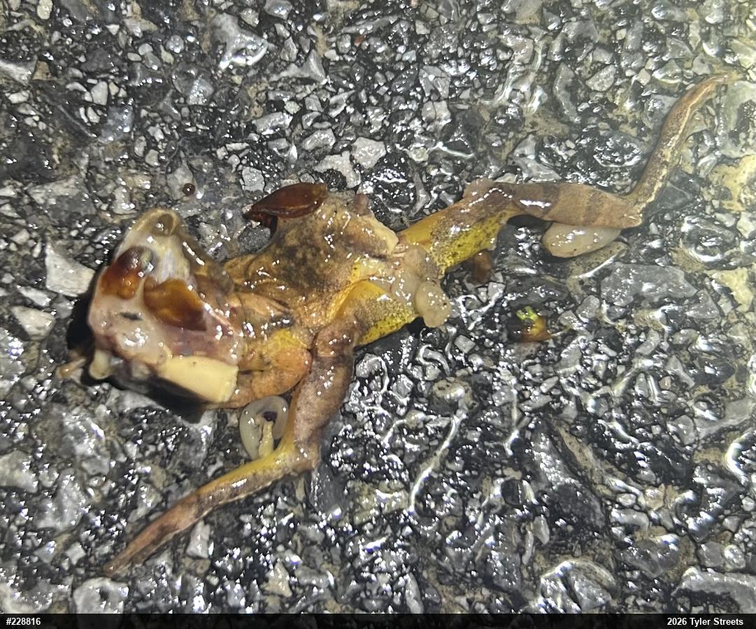 Wood Frog