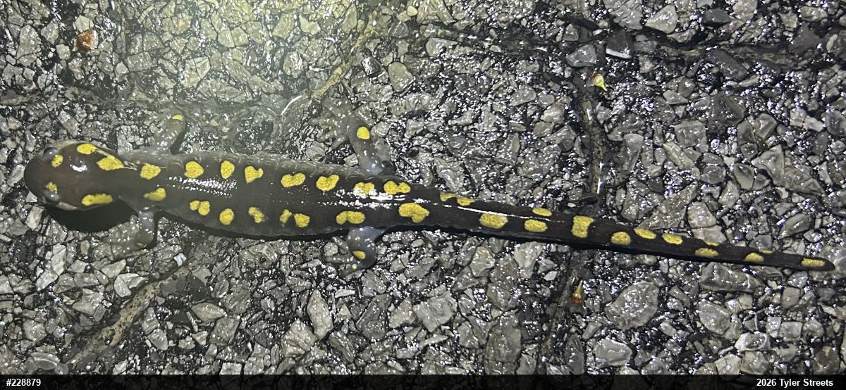 Spotted Salamander