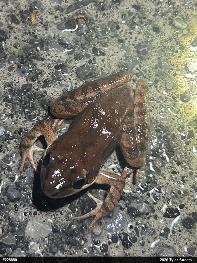 Wood Frog