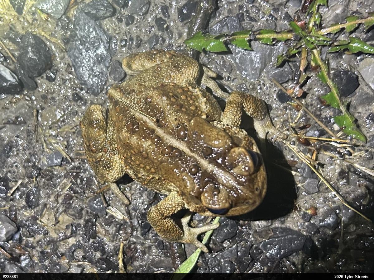 Eastern American Toad