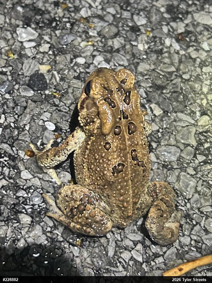 Eastern American Toad
