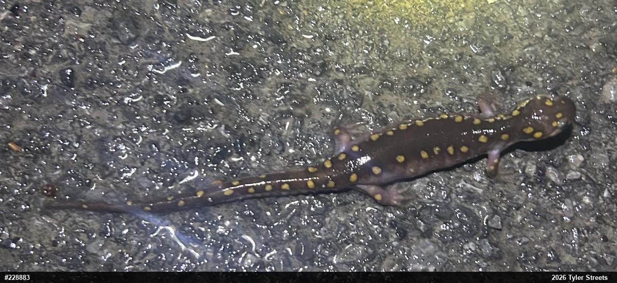 Spotted Salamander